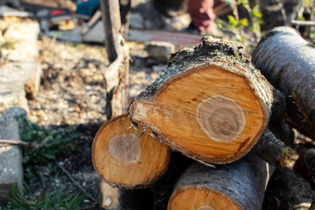 How Our Tree Care Process Works  in  Pass Christian, MS